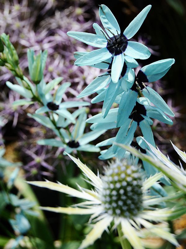 魅惑の秋植え球根予約受付開始いたしました 早期ご予約特典10 Offですよ